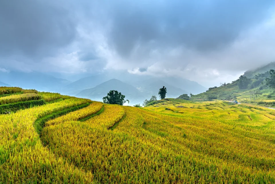 Ruộng lúa chín