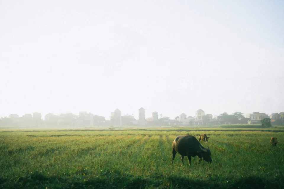 Kho gạo của Vũ Văn Cải